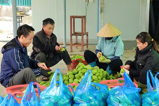 Từ cảnh phải nhổ bỏ vì ế ẩm, nông dân Nghệ An tìm ra lối đi khác cho đặc sản quê nhà