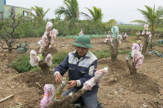 Hải Phòng vào vụ mới, nông dân chưa kịp nghỉ hết Tết đã xuống đồng từ tinh mơ