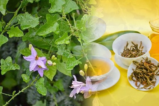 Ít ai ngờ loại cây đầy gai này lại được nghiên cứu hỗ trợ viêm gan B