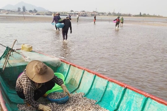 Nông dân Hà Tĩnh xuất bán hàng chục tấn con sống dưới cát biển, thu tiền tỷ ngay sau Tết