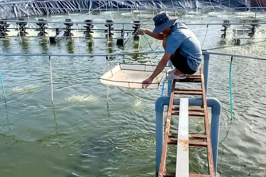 Nông dân Cà Mau bỏ cách nuôi trồng cũ, đặt niềm tin vào mô hình làm giàu mới, hướng tới tiêu chuẩn quốc tế