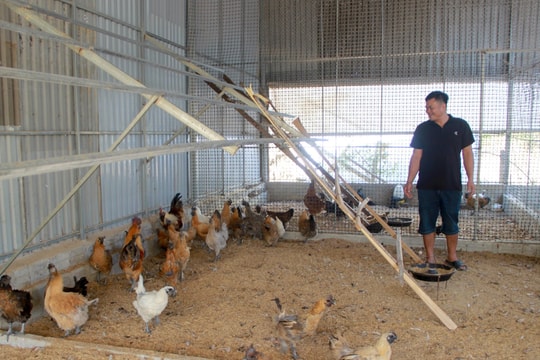 Nông dân Nghệ An nuôi giống đặc sản vừa quý vừa lạ, mỗi năm bán tới 1.000 con giống