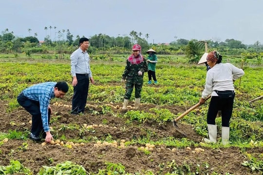 Nông dân Quảng Ninh và mô hình làm giàu với giống củ có xuất xứ từ Mỹ