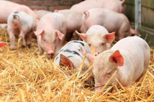 Giá heo hơi hôm nay 27/2/2026: Giảm 1.000 – 2.000 đồng/kg, cao nhất còn 72.000 đồng/kg