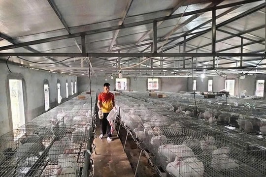 Nuôi 200 giống vật nuôi "tai dài" trong 280m² đất vườn, người nông dân Thanh Hóa thu lợi nhuận gần 100 triệu/năm