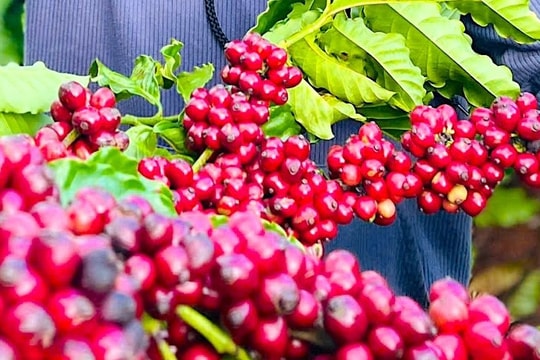 Giá cà phê hôm nay 28/2/2026: Sàn quốc tế đỏ lửa, nông dân Việt vẫn "neo hàng" chờ nhịp tăng mới