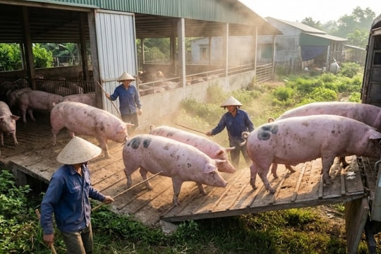 Giá heo hơi hôm nay 28/2/2026: Thị trường dao động 69.000 – 72.000 đồng/kg