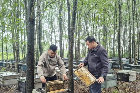 Ít người biết Quảng Trị có "đặc sản rừng tràm" xuất khẩu sang Mỹ và châu Âu
