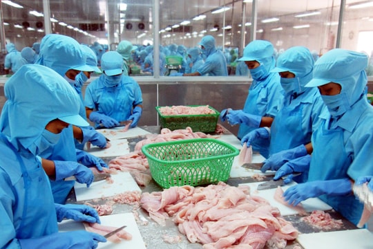 Lãi kỷ lục, một doanh nghiệp thủy sản tại miền Tây mạnh tay chi tiền mặt trả cổ tức 2025
