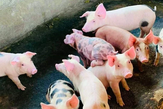 Giá heo hơi hôm nay 2/3/2026: Nhiều địa phương xuống dưới 70.000 đồng/kg