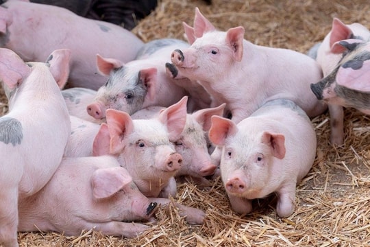 Giá heo hơi hôm nay 3/3/2026: Nhiều địa phương xuống 68.000 đồng/kg