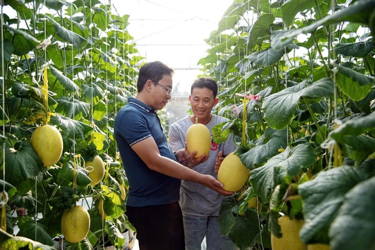 Từ ruộng lúa sang nhà màng 1.300m², nông dân An Giang nâng lợi nhuận lên gấp nhiều lần