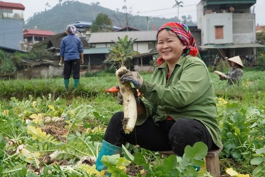 Thái Nguyên xuất hiện giống củ lạ từ Nhật, người trồng thu về hơn 100 triệu đồng/ha
