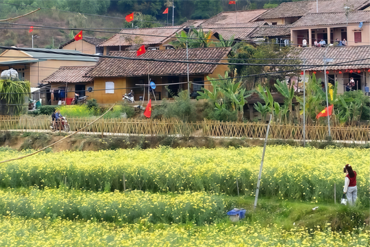 Cách Hà Nội 135km, ngôi làng này được ví như “Lô Lô Chải thu nhỏ” mỗi mùa cải vàng