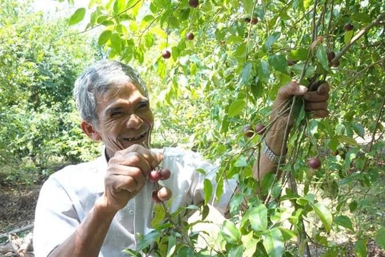 Loại trái từng bị lãng quên nay lại thành sinh kế cho người nông dân An Giang, mỗi năm thu hàng trăm triệu về tay