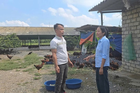 Một mô hình mới nhưng nuôi giống con vật "quen" ở Hải Phòng đang khiến nhiều người chú ý