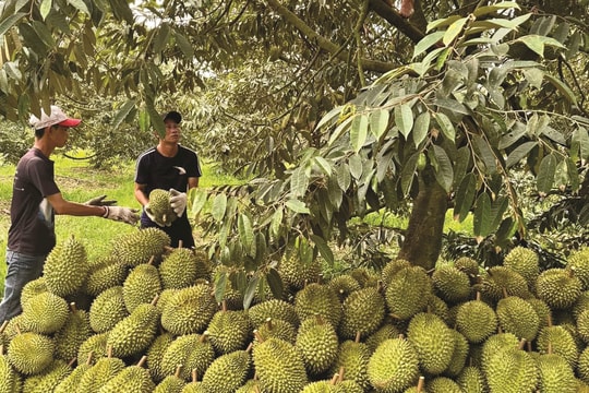Mang "đặc sản Nam Bộ" ra ngoài Bắc, nông dân Quảng Trị chờ ngày làm giàu thành công tới sớm