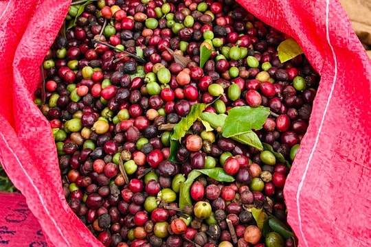 Giá cà phê hôm nay 5/3/2026: Hai sàn giảm trở lại, trong nước quay về mốc 95.000 đồng/kg