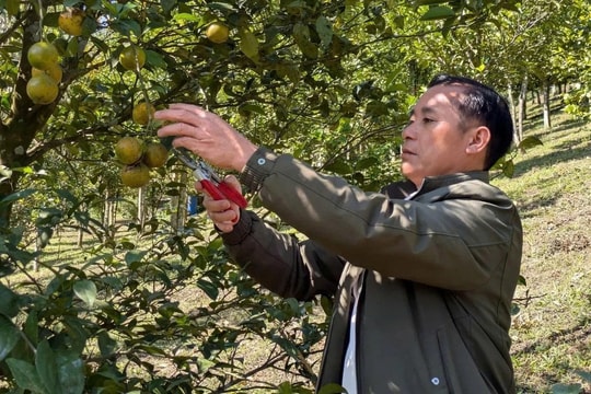 Những mô hình nông nghiệp đang mang lại hy vọng mới cho nông dân Thanh Hóa