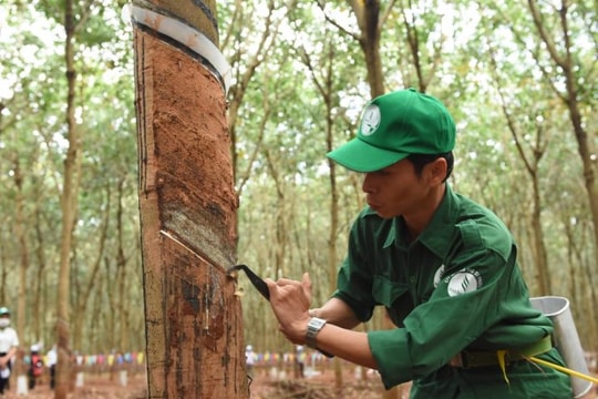 Cao su Phước Hòa ngồi trên “mỏ vàng” đất công nghiệp: Hàng nghìn hec-ta chờ chuyển đổi, sẵn sàng bùng nổ dòng tiền đền bù