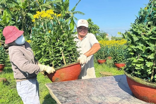 Nông dân Quảng Ngãi tất bật bên những vườn cây có giá tới hơn 1 triệu đồng mỗi chậu