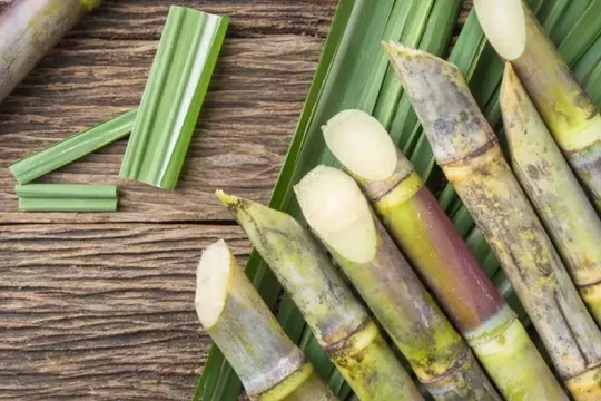Loại cây quen thuộc ở Việt Nam lại được ví như "thuốc bổ" giúp dưỡng gan, bổ thận