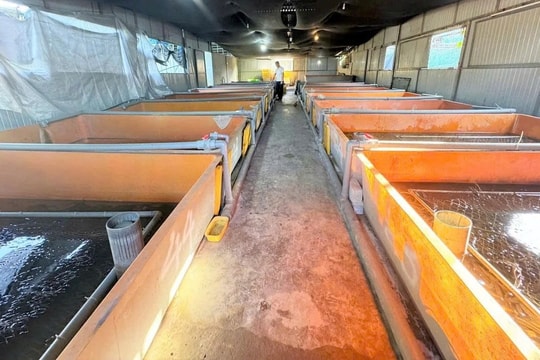 Mô hình "độc lạ" giúp người nông dân Hà Tĩnh có doanh thu tới 6,6 tỷ đồng trong năm 2025