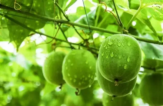 Loại quả ngọt gấp hàng trăm lần đường mía nhưng lại không làm tăng đường huyết, có nhiều lợi ích cho sức khỏe