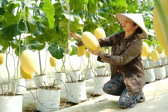 Một nông dân Lâm Đồng mạnh dạn đầu tư gần 400 triệu cho mô hình mới và thu lãi đều mỗi vụ