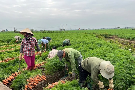 Nông dân Hải Phòng trồng giống củ "dài, thon" trên đất phù sa ven sông, mở rộng sang cả Hưng Yên và Bắc Ninh