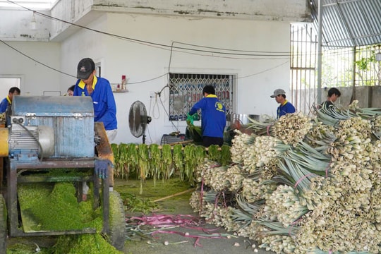 Từng phải bỏ đi, thứ này nay lại giúp nông dân Cần Thơ có thêm nguồn thu lớn