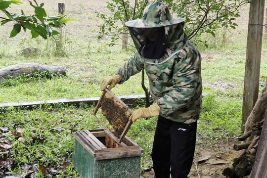 Làm giàu từ “mật ngọt” trên vườn đồi, người nông dân Quảng Trị có bí quyết gì?