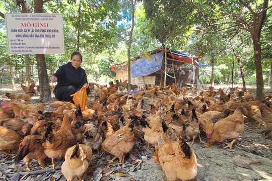 Nông dân vùng biên Quảng Trị đang nuôi thứ gì mà sau vài tháng đã thu lãi hàng chục triệu?