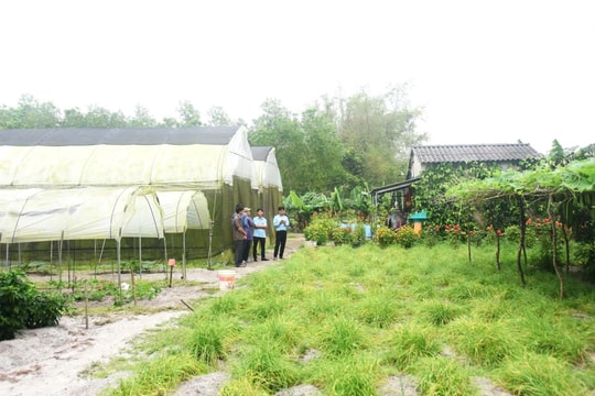 Nông dân "vùng cát" Quảng Trị luân canh nhiều loại cây, mỗi năm dễ dàng thu trên trăm triệu