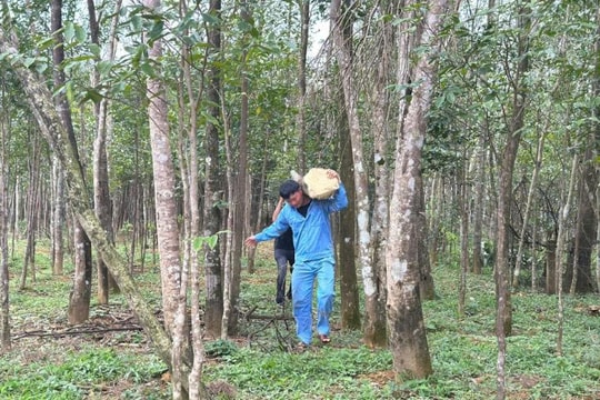 Nông dân Hà Tĩnh gắn với “vàng của rừng”, có gốc cây trị giá hàng trăm triệu