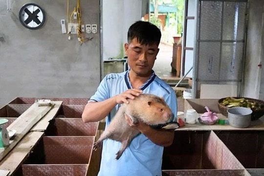 Thanh Hóa xuất hiện mô hình nuôi con đặc sản lạ, có hộ thu 150–170 triệu chỉ sau vài tháng