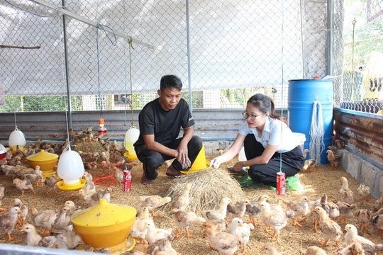 Nông dân Đà Nẵng áp dụng cách nuôi gà khác thường, dùng rượu tỏi, gừng, sả làm “thuốc bổ”
