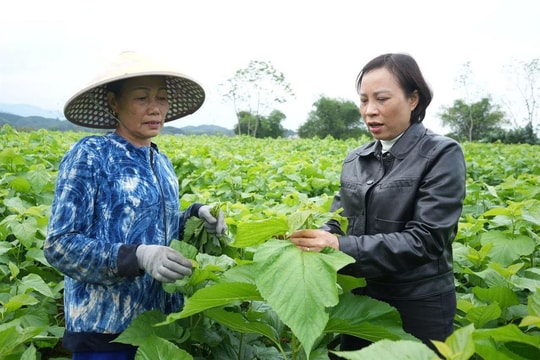 Tại Lào Cai, mùa “vàng trắng” của người nuôi tằm đang bắt đầu