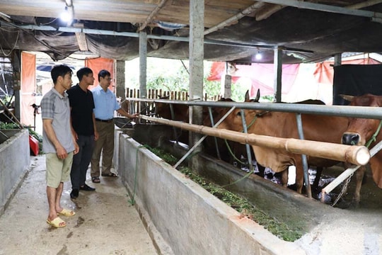 Nuôi bò với bí quyết độc đáo, năm nào nông dân Sơn La cũng có lãi lớn