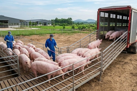 Giá heo hơi hôm nay 14/3/2026: Một số địa phương điều chỉnh tăng
