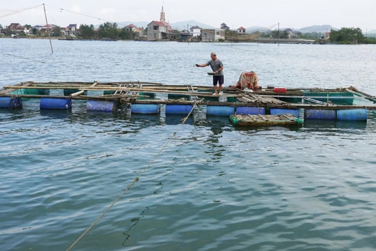 Quảng Trị tận dụng dòng sông Gianh để nuôi cá đặc sản, nhiều hộ dân thu hàng trăm triệu đồng mỗi năm