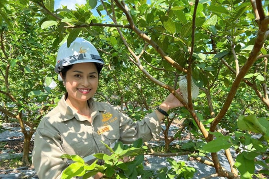 Một đặc sản ở Quảng Ninh đang mang lại thu nhập hàng trăm triệu mỗi hecta