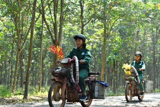 Sóng lớn nổi lên ở một cổ phiếu cao su: Cứ mở cửa là tím trần, thị giá sắp đạt cột mốc hiếm thấy