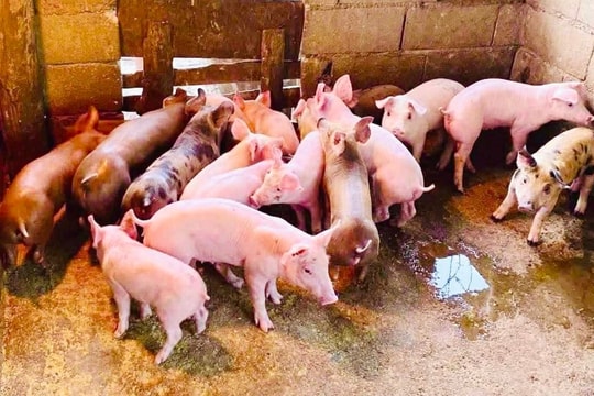 Giá heo hơi hôm nay 15/3/2026: Điều chỉnh giảm, thấp nhất ở mức 60.000 đồng/kg