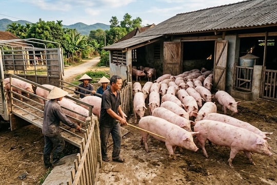 Giá heo hơi hôm nay 16/3/2026: Xuất hiện tín hiệu tăng