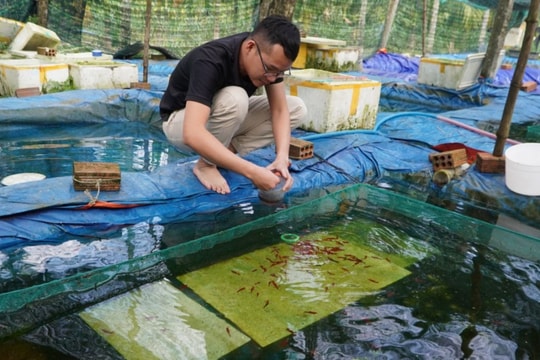 Người nông dân Quảng Ngãi nuôi thứ bơi dưới nước, có màu đỏ lạ, vừa thỏa mãn niềm vui vừa có thêm thu nhập