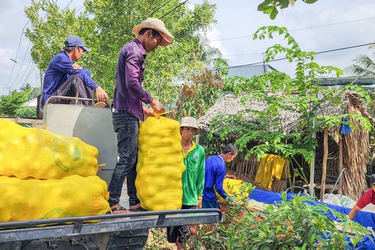Không chỉ trồng mãi một loại cây, nay nông dân An Giang xen canh thêm loại cây ăn quả mới mà vụ nào cũng cho lãi cao