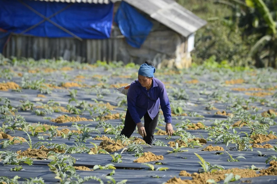 Nông dân xứ Thanh trồng thứ làm trà cực ngon, mỗi sào có thể thu gần 10 triệu đồng, cả năm lãi lớn