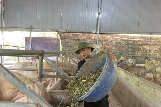 Nuôi thứ chạy siêu nhanh, lông màu trắng đẹp, nông dân Lạng Sơn đang sở hữu bí quyết làm giàu vô cùng ít thấy