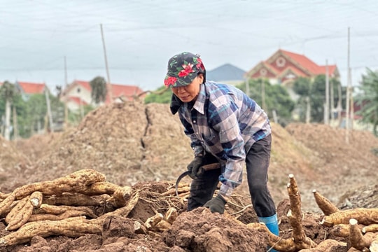 Nông dân Hải Phòng bước vào mùa “đào vàng dưới đất”, mỗi gốc nặng cả tạ